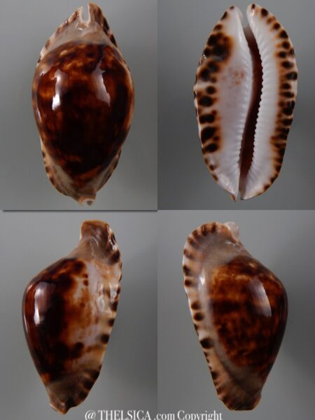 Zoila marginata consueta ..Exceptional colour ... 59,6 mm Gem-0