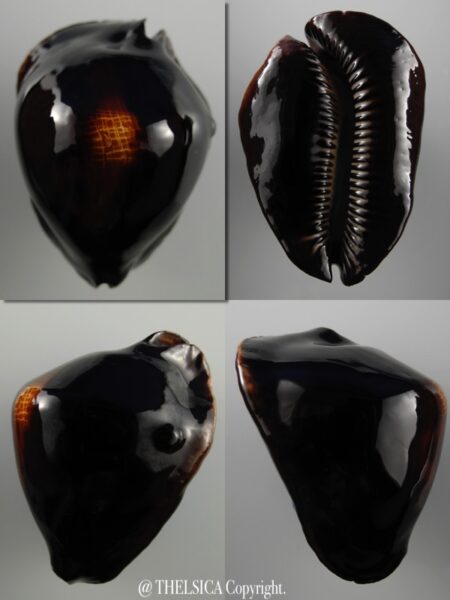 Zoila rosselli rosselli "abrolhos" 56,5 mm Gem-0