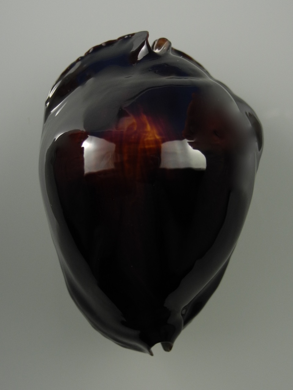 Zoila rosselli rosselli 54 mm Gem+-38173