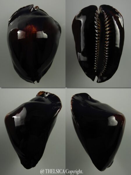 Zoila rosselli rosselli 54 mm Gem+-0