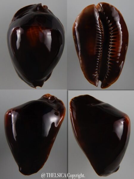 Zoila rosselli edingeri satiata 49,2 mm Gem-0
