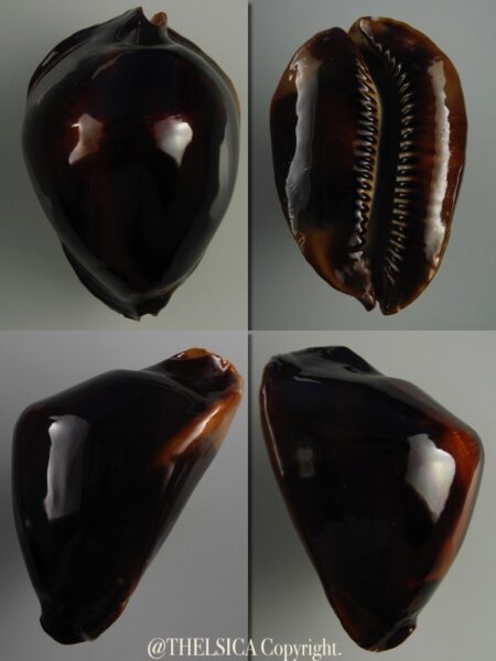 Zoila rosselli edingeri satiata 53,6 mm F+++/Gem-0