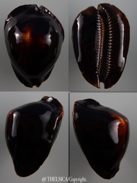 Zoila rosselli rosselli 55,1 mm Gem-0