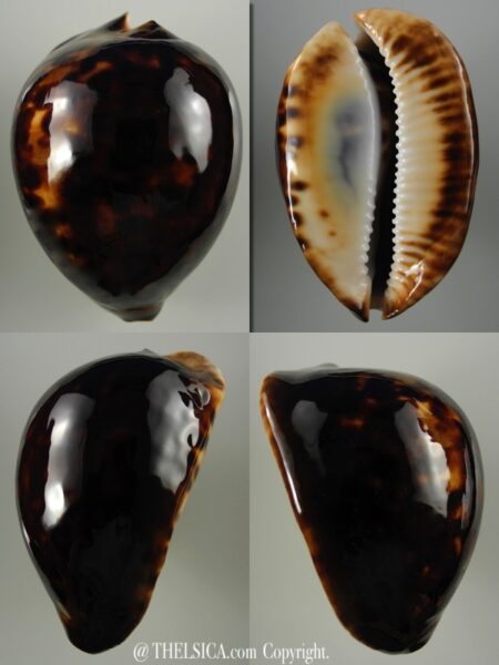 Zoila thersites thersites.."Black".. 70 mm Gem-0