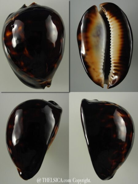 Zoila thersites thersites.."Black".. 71,2 mm Gem-0