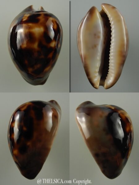 Zoila venusta sorrentensis 52,1 mm Gem-0