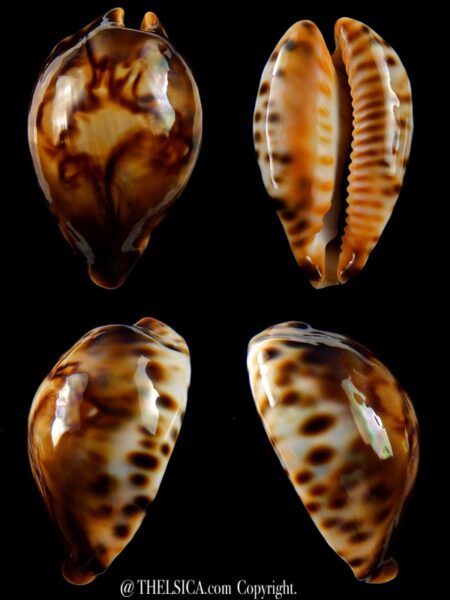 Afrozoila fultoni miniatra... Dark... 60,5 mm Gem+++ -0
