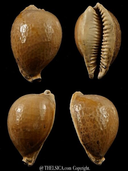 Austrocypraea contusa 23 mm-0