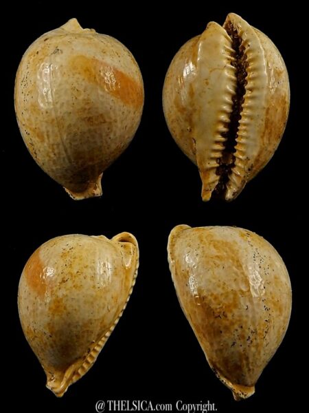 Austrocypraea contusa 24,5 mm-0