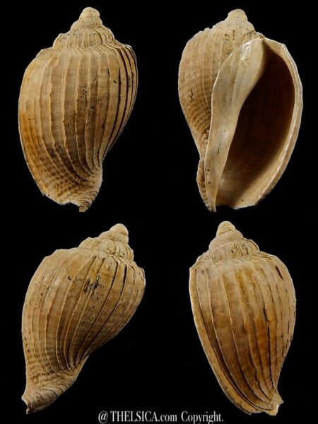 Austroharpa abbreviata 29,6 mm-0