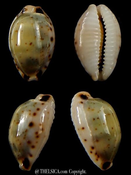 Bistolida hirundo rouxi 15,9 mm Gem-0