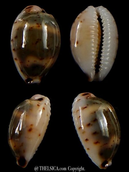 Bistolida hirundo rouxi 16,1 mm Gem-0