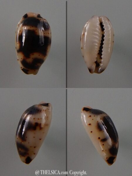 Bistolida kieneri schneideri 10,5 mm Gem-0
