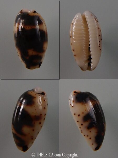 Bistolida kieneri schneideri 14,6 mm Gem-0