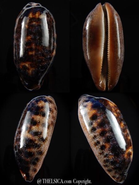Chelycypraea testudinaria 86,5 mm Gem-0