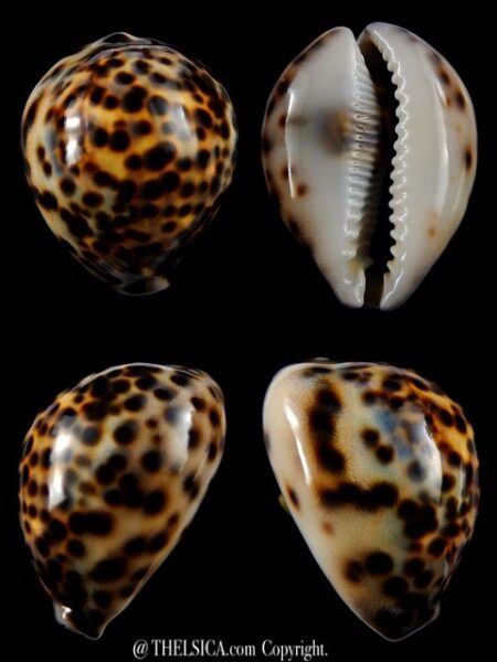 Cypraea tigris tigris...66,2 mm gem-0