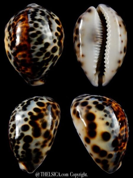 Cypraea tigris tigris...71,9 mm gem-0