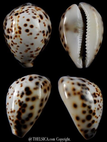 Cypraea tigris tigris...72,3 mm gem-0