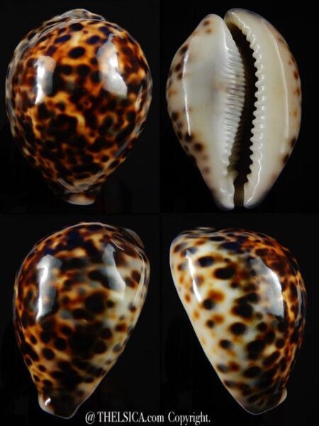 Cypraea tigris tigris 75,5 mm Gem-0