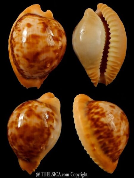 Cypraeovula connelli connelli 26,4 mm Gem+++-0