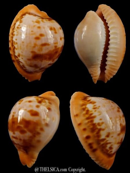 Cypraeovula connelli connelli 27,2 mm Gem+++-0