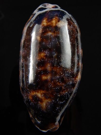 Chelycypraea testudinaria 86,5 mm Gem-38917