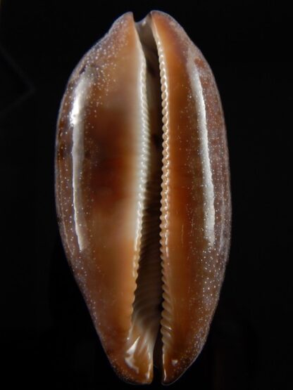 Chelycypraea testudinaria 86,5 mm Gem-38921