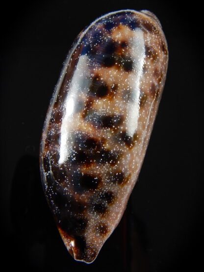 Chelycypraea testudinaria 86,5 mm Gem-38918