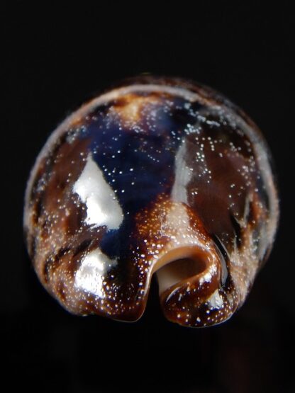 Chelycypraea testudinaria 86,5 mm Gem-38916