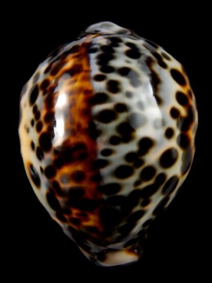 Cypraea tigris tigris...71,9 mm gem-38978