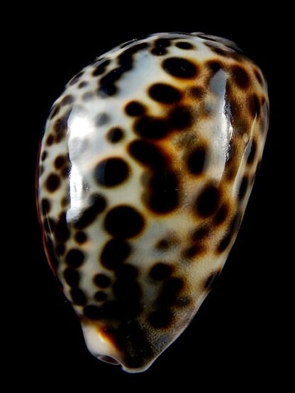 Cypraea tigris tigris...71,9 mm gem-38980