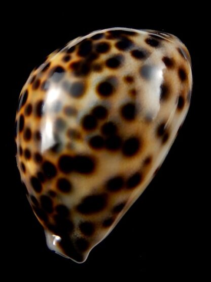 Cypraea tigris tigris...66,2 mm gem-38927
