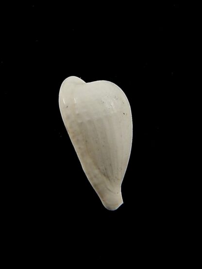 Notocypraea brachypyga 19,8 mm-39116