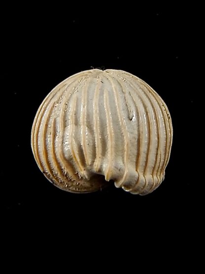 Trivellona avellanoides 18,3 mm-39161