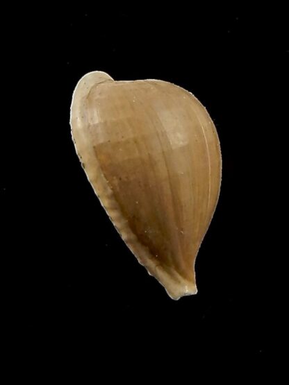 Notocypraea murraviana 17,7 mm-39137