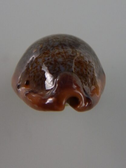 Errones xanthodon 30,2 mm Gem-39317