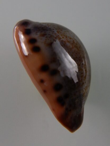 Errones xanthodon 31,2 mm Gem-39330