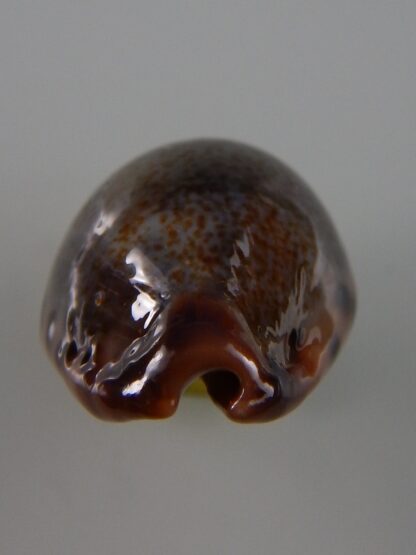 Errones xanthodon 31,2 mm Gem-39332