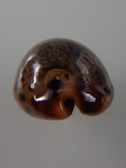 Errones xanthodon 31,2 mm Gem-39331