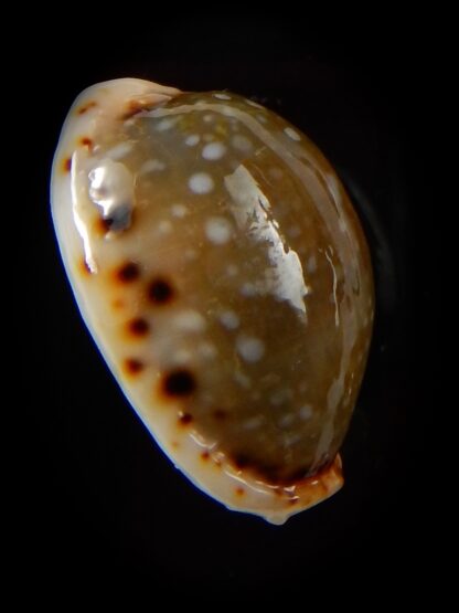 Naria labrolineata nashi 22,9 mm Gem-39454