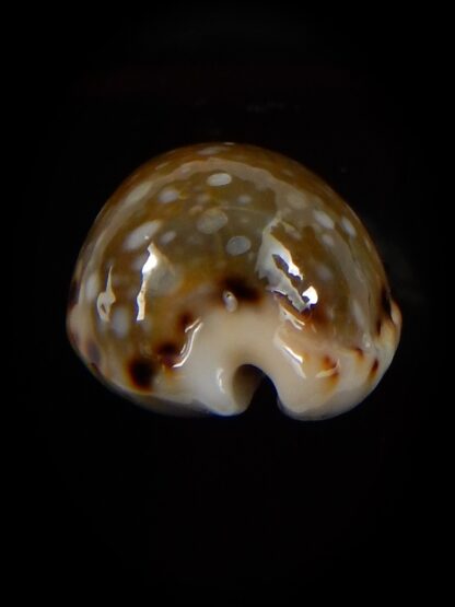 Naria labrolineata nashi 22,9 mm Gem-39457