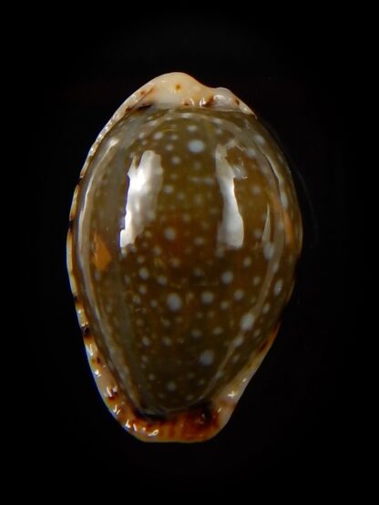 Naria labrolineata nashi 22 mm Gem-39439