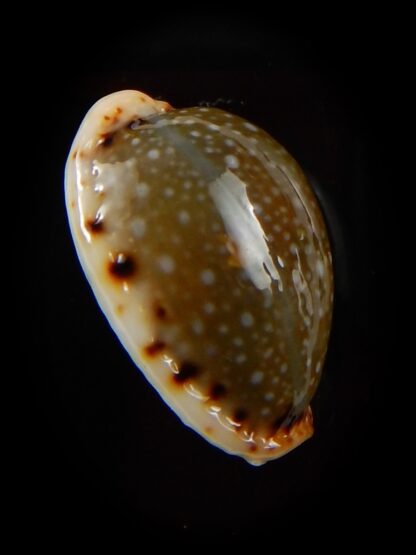 Naria labrolineata nashi 22 mm Gem-39445