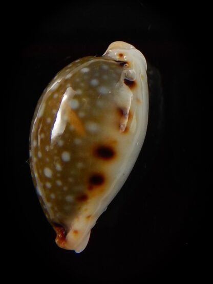 Naria labrolineata nashi 22 mm Gem-39441