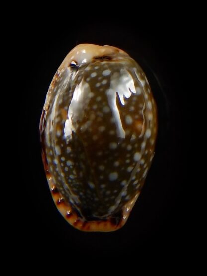 Naria labrolineata nashi 18,6 mm Gem-39426