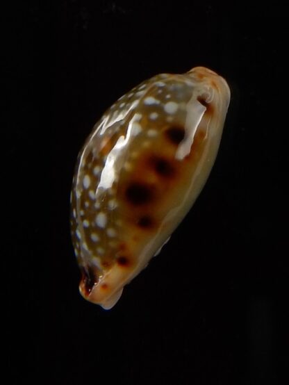 Naria labrolineata nashi 18,6 mm Gem-39428