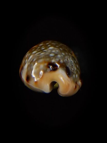 Naria labrolineata nashi 18,6 mm Gem-39430