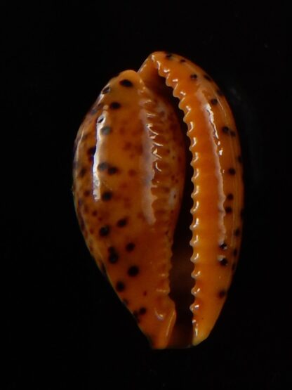 Palmadusta humphreyii 18,7 mm Gem-39485