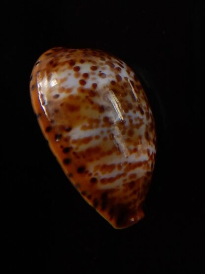 Palmadusta humphreyii 18,7 mm Gem-39490