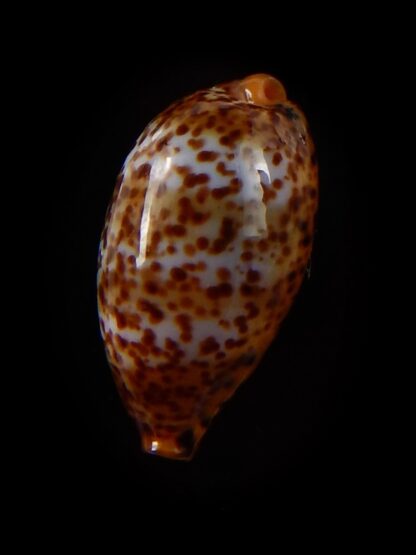 Palmadusta humphreyii 18,7 mm Gem-39487